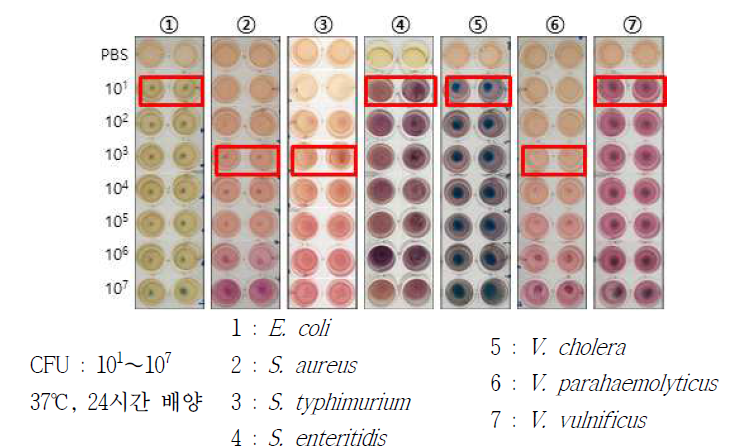 CFU에 따른 배지의 최소검출한계 비교 실험
