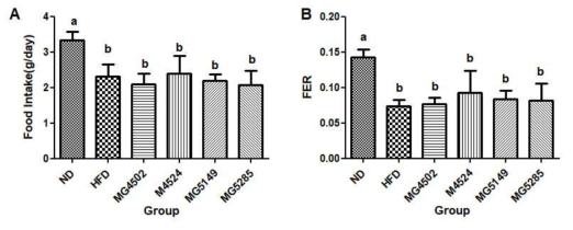 고지방식이 비만 유도 마우스의 식이 섭취량(A) 및 식이섭취효율 변화(B)