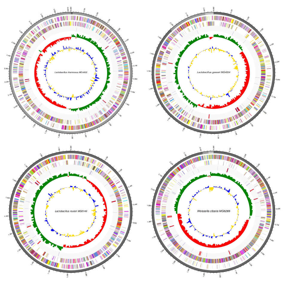 선별균주의 Circular genome map