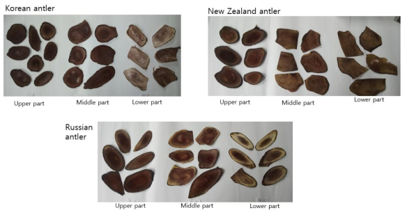 The upper, middle and lower parts of Korean antlers used as samples in this experiment