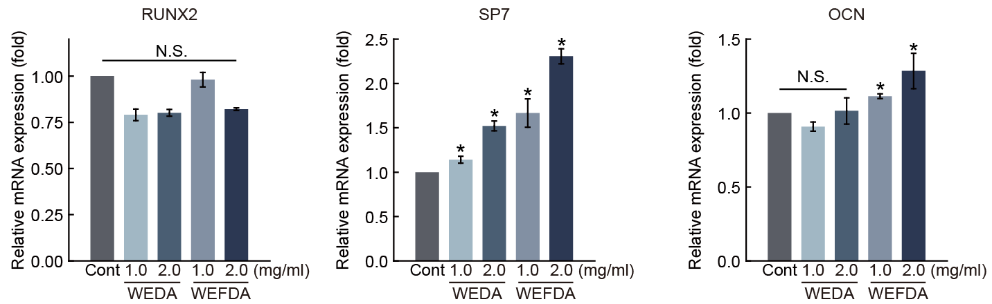 녹용 추출물 및 발효 녹용 추출물이 골분화 유전자의 발현에 미치는 영향 U2OS 골아세포에 48시간동안 농도별로 처리하여 mRNA를 추출하여 발현량을 비교함. WEDA, 녹용열수추출물; WEFDA, 발효녹용열수추출물. N.S., not significant; *, p<0.05 (paired t-test, compared with cont.)