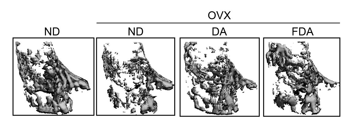 CT 촬영을 통한 각 집단의 골밀도 분석 OVX, 난소적출 마우스; ND, 일반 사료군; DA, 녹용열수추출물; FDA, 발효녹용열수추출물