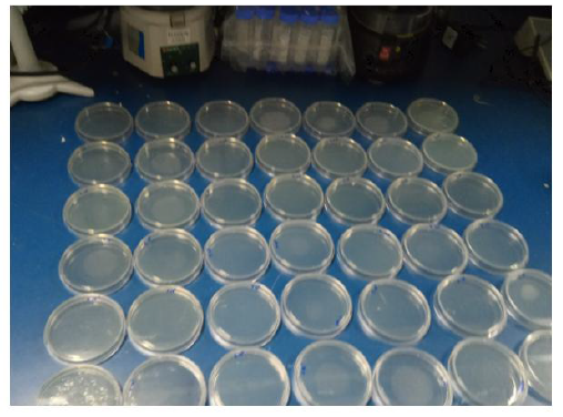 The process of adding a sample solution diluted by the decimal dilution method (101~107) to the bacterial plate count argar (PCA) and then hardening it