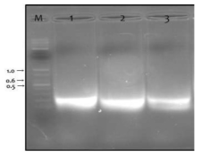 조폼 헤파린 나트륨의 추출된 DNA 전기영동 결과. (M : size marker, 1 lane : BL20040, 2 lane : BL20041, 3 lane : BL21001)