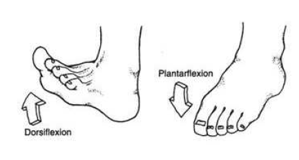 배측굴곡(Dorsiflexion)과 곡저굴곡(Plantar flextion)