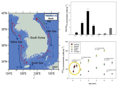 한반도 주변을 회유하는 멸치의 회유도 (왼쪽그림 )와 멸치의 성장 단계별 방사성 핵종 Pu의 농도 (오른쪽 검은색 bar)와 다른 어류(회색 bar)와의 비교 그림 (오른쪽 위) 멸치내에서 Cs 방사능 핵종의 크기(연령)별 방사성 Cs-137의 농축률 (빨간색 dot) 및 다른 어류와의 비교 (오른쪽 아래)