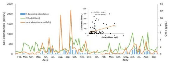2019-2020년 유종섬모류 개체수와 우점종(T. beroidea)와 클로로필 농도(<20μm)의 관계