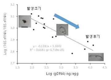 정어리 알의 발생단계에 따른 gDNA 양과 16S rRNA/18S rRNA의 비 변화