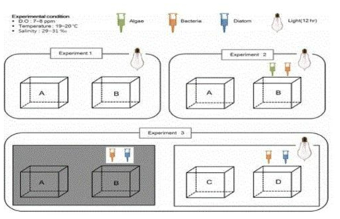 배양실험 조건 : 실험 1) 자연상태와 유사한 조건(A,B), 실험2) 먹이공급을 하지 않은 조건(A)과 먹이로 조류와 박테리아를 공급해준 조건(B), 실험 3) 암배양에서 먹이공급을 하지 않은 조건(A)과 암배양에서 먹이로 박테리아와 저서성규조류를 공급해준 조건(B), 광조건 하에서 먹이공급을 하지 않은 조건(C), 광조건 하에서 먹이로 박테리아와 저서성규조류률 공급해준 조건(D)