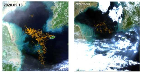위성으로 탐지한 제주 연안으로 이동하는 괭생이모자반(좌)과 강풍에 의해 소멸되어 부유하는 괭생이모자반(우)