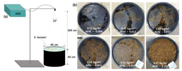 (a) 괭생이모자반 광특성 측정 실험모시도 . (b) 괭생이모자반 생체량에 따른 AFAI 측정값