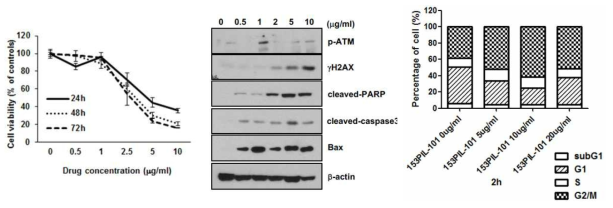 153PIL-101 해면 추출물의 간암세포 (Hep3B) 생장 억제 활성