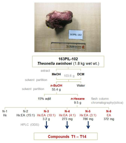 T. swinhoei와 이로부터 비극성 천연물 분리 과정