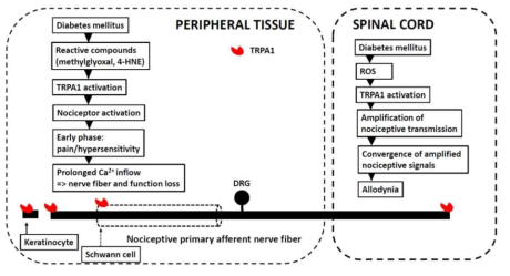 TRPA 작용으로 인한 당뇨병성 신경병증 발생 기전 (Koivisto, A et al. Pharmaceuticals, 2018, 11, 117)