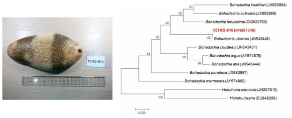 B. vitiensis 사진과 분자 동정 결과