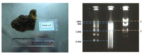 194CH-07 시료와 이로부터 추출된 gDNA