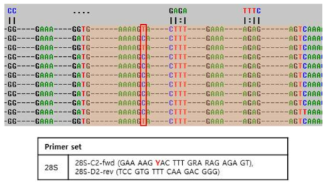 194CH-07 28S rRNA sequencing을 위한 primer 설계 (상) Forward primer 서열 부분(주황박스)과 일치하지 않는 nucleotide (빨간테두리박스) (하) A를 Y(C or T)로 바꾸어 제작한 primer