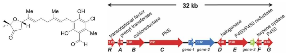 Fungal meroterpenoid 생합성 유전자군 구조 (예) ; Ascofuranone과 생합성 유전자군 구조 (Araki, Y. et al. Proc. Natl. Acad. Sci. 2019, 116, 8269)