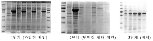 ctg5574_31단백질 과발현, 용해도, 정제 확인