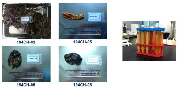 메타게놈 추가 확보 해면 (좌)과 DNA 장기보존용 시료 (우) 사진