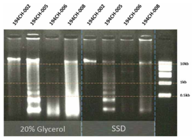 해면 메타게놈 DNA 추출 결과