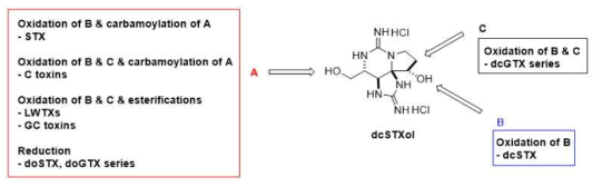 중간체 dcSTXol로부터 마비성 유도체 합성 전략