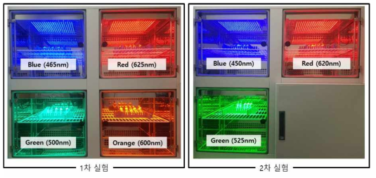 세포의 성장과 독소 생산을 확인하기 위해 사용된 빛의 파장대