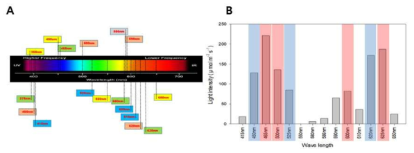 세포성장과 독소 생산 실험을 위해 선정된 빛의 파장 (A)과 강도 (B)