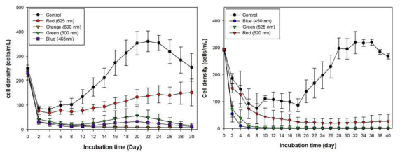 다양한 빛의 파장대에 노출된 G. catenatum의 성장 곡선