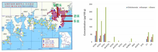 독화 진주담치 채집 지역 및 saxitoxin 함량 분석 결과