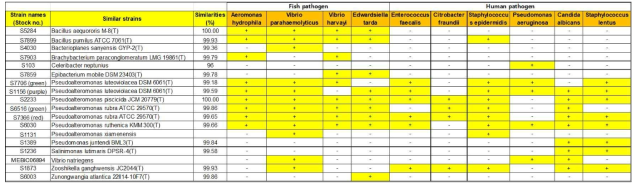 어류 병원균 및 인체 유해균에 활성을 나타내는 미생물