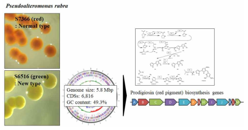 항균활성을 갖는 P. rubra 균주의 유전체 분석 및 prodigiosin biosynthesis genes