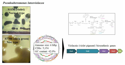 항균활성을 갖는 P. luteoviolacea 균주의 유전체 분석 및 violacein biosynthesis genes