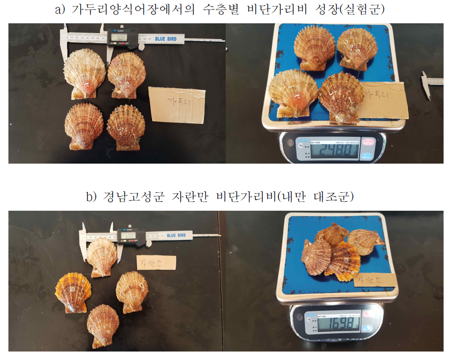 가두리양식어장과 내만에서 자란 가리비의 성장 비교