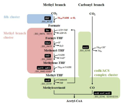 ES2 및 ES3의 Wood-Ljungdahl pathway