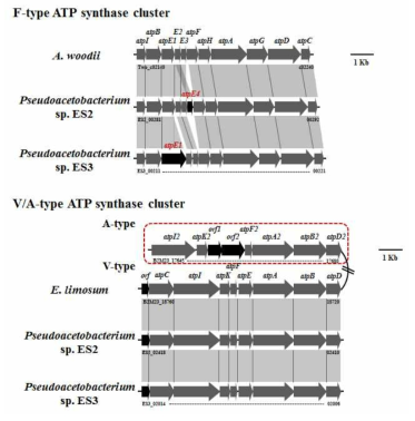 ES2, ES3, A. woodii 및 E. limosum의 ATP synthase cluster 비교 분석