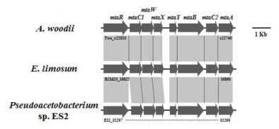 ES2, A. woodii 및 E. limosum의 methanol 대사관련 mta operon 비교 분석