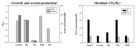 ES2, YS1, JR1, SCR2 및 표준균주 A. woodii의 0.1 g/l YE 조건에서 성장 및 대사산물 분석