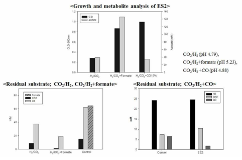 다양한 C1 기질 조합(CO2/H2, CO2/H2+CO 그리고 CO2/H2+formate)에서 ES2의 성장 및 acetate 생산성