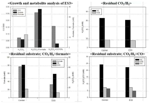 다양한 C1 compounds 조합(CO2/H2, CO2/H2+CO 그리고 CO2/H2+formate)에서 ES3의 성장 및 acetate 생산성