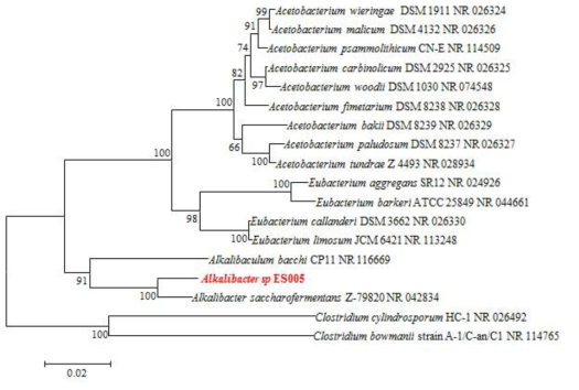 Alkalibacter sp. ES005 strain의 계통분류학적 분석