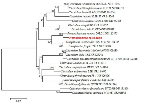 Proteiniclasticum sp. SCR006 strain의 계통분류학적 분석