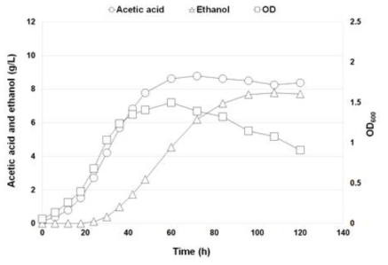 CO2 + H2 조건에서 Clostridium sp. AWRP의 성장 곡선 및 대사 산물