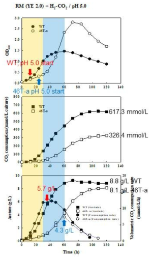 1.6 L 배양기에서 야생형 Clostridium sp. AWRP와 변이주 46T-a의 배양 곡선