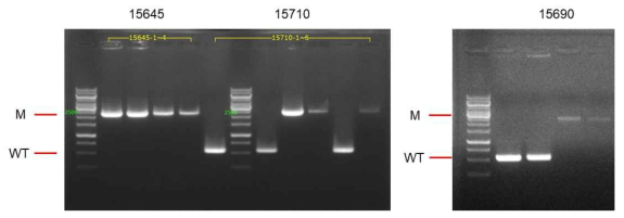 Clostridium sp. AWRP Prophage cluster의 단일 유전자 결손주 3주 제작 결과