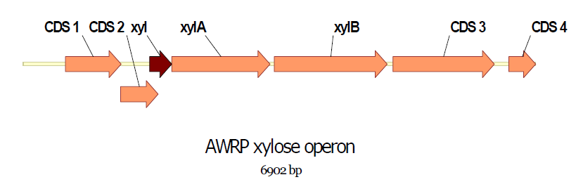 Clostridium sp. AWRP의 xylose operon