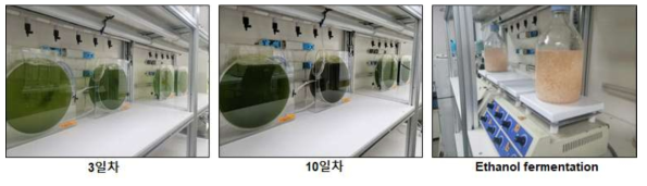 미세조류-미생물 하이브리드 배양 연구(5L 규모)