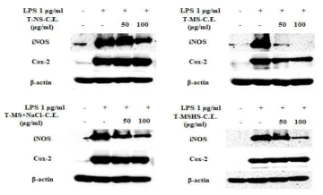 RAW264.7세포에서 Tetraselmis sp. Carotenoid 추출물의 iNOS, COX-2 단백질 발현