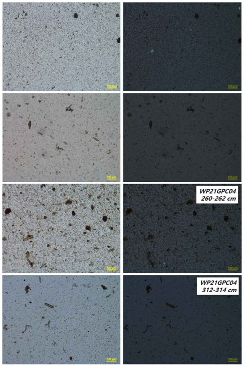 Photomicrographs of representative samples from WP21GPC04 core (continued)