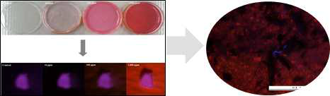 Nile-red plate method (Kang et al., 2020)